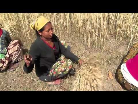 Harvesting wheat in Nepal using a sickle