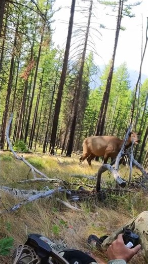 Elk Almost Step On Us!