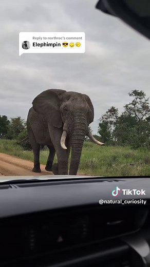 Understanding Bull Elephants in Musth Behavior