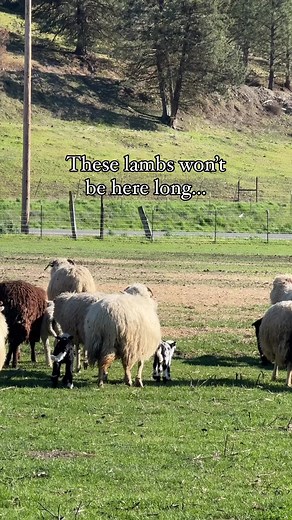 What’s the difference between a lamb and a sheep?… I’ll tell you! 🐑 We raise Navajo Churro lamb - a heritage breed known for their mild but wonderful “Chef’s Choice” flavor and tenderness. 🐑 In most breeds, lamb are considered lamb until they are one year old when they are considered sheep or mutton. Mutton is a different flavor, much tougher and gamier… and why most people think they don’t like or enjoy lamb! However, the change to the tougher mutton flavor is usually affected by stress as mu