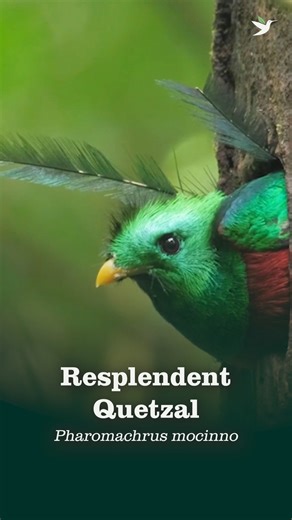 🔴 Known as the “Jewel Bird” — and for good reason! 🟢 With shimmering emerald feathers, a vibrant red belly, and a flowing tail that can stretch up to three feet long, the male Resplendent Quetzal is an unforgettable sight, shimmering with metallic greens and blues above and bright red below, and sporting a bristly-looking crest of golden-green feathers. Considered sacred by several Mesoamerican civilizations, the Resplendent Quetzal remains culturally significant — and continues to inspire won
