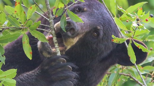 Dead bear with cut-off paws on Route 32 launched DEC investigation. Why questions remain