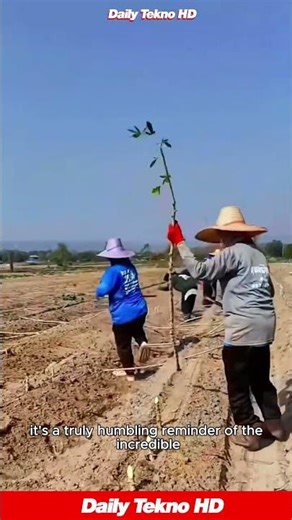 They Plant a Stick And THIS Is What They Harvest?! #CassavaFarming