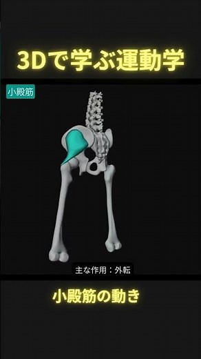 3Dで学ぶ小殿筋の動き #理学療法 #足病学 #ptタイガー #日本足病学協会
