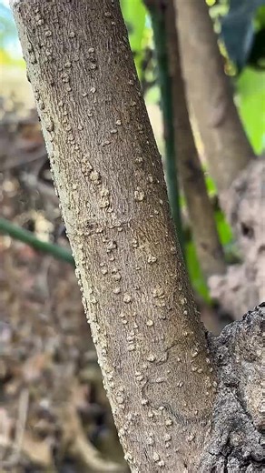 Mango Grafting Techniques for Beginners: Quick Guide