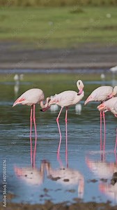 Slow Motion Flamingos Walking in Lake in Africa, Pink Flamingo Vertical Video for Social Media, Instagram Reels and Tiktok in Ngorongoro Conservation Area in Ndutu National Park in Tanzania