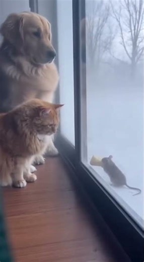Dog and cat - The Mouse Touched the Window and a BLIZZARD Exploded Outside! ❄️