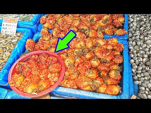 How to choose a good sea squirt