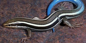 Blue tailed skink - Alchetron, The Free Social Encyclopedia