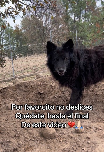Ayuda a lobita y sus hermanitos perrunos 🐶