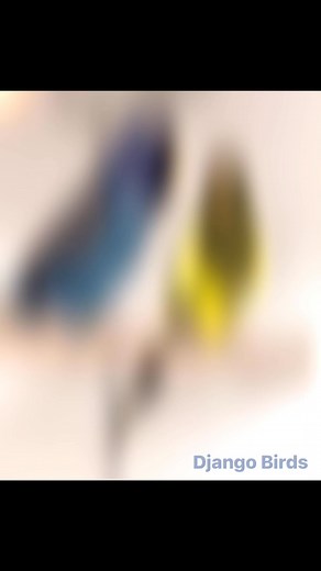 Django Birds Impressions Blackface Blackwing Variations PM me for more - PM für weitere Informationen 🍀 - Follow me for more … Instagram : @djangobirds - Django Birds - Premium Quality Birds ❤️ Budgie / Wellensittiche / Muhabbetkuşu #blackface #blackwing #budgiebird #Hagoromo #Japones #budgiebreeder #wellensittich #muhabbetkuşu #karakanat #الببغاء #ਬੱਗੀ #鹦鹉 #DunFallow#periquito #budgie #birds #color #nature #hobby #beautiful #parakeets #perruche #amazing #birdphotography #aves #budgielove #tier