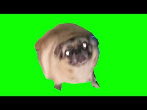 Pug dancing meme green screen [1 MINUTE]