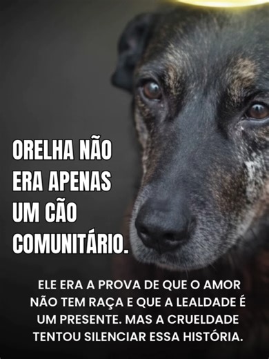 ORELHA NAO ERA APENAS UM CÃO... QUEREMOS JUSTIÇA POR UM INOCENTE. #justicapororelha💔 #justicapororelha #UsePitLovers #justica