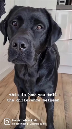 difference between purebred dog and a inbred dog #dogvideosoftiktok #dogreelsvideo #animalreels #reell#reels #dogvideos #dogvideooftheday #dogvid~ #animalreel #dogreelsoftiktok #dogreels #dogvideo | Borus The Labrador