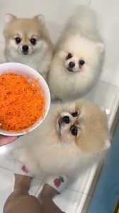 443K views · 2.4K reactions | Carrot cake recipe para sa mga furbabies 凌 | Goldy bakes | Facebook