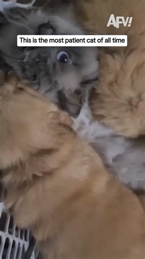 Mr. Miyagi is in my personal heaven 😹 #afv #cats #dogs #funny | America's Funniest Home Videos