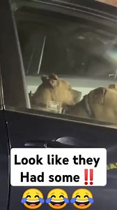 Where the gas at 😳 | Kandy Man