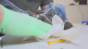 The veterinarian preparing the cat for surgery, puts the drip and introducing anesthesia. Shearing out a surgical incision site.