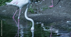 This video features a close-up of a group of flamingos in their natural habitat. The flamingos are standing in a shallow pond, surrounded by lush green vegetation. The water is crystal clear
