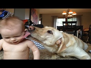 Here’s Truth About Dogs’ ‘Kisses’ And What’s Really Going On Inside Their Mouths