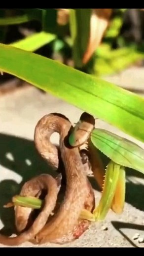 Praying Mantis Hunting Snake - - All credit goes to respective owners  DM for removal or credit. - - Follow us for more videos: @animalentertainment7 - - #prayingmantis #savage #hunter #wildbirds #closeenough #predator #greaterkruger #snake #wildlife #wildlifeaddicts #animal #animallovers #nature #attack #snakehunting #videooftheday #wildlifeonearth | Animals Wildside | Facebook