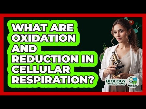What Are Oxidation And Reduction In Cellular Respiration? - Biology For Everyone