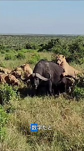 数十頭のライオンが野生のアフリカスイギュウを襲撃 パート1＃動物#捕食者＃狩猟＃ライオン#viral