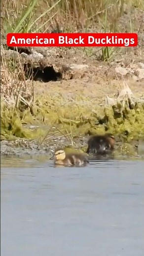 Black Duck Ducklings #americanblackduck