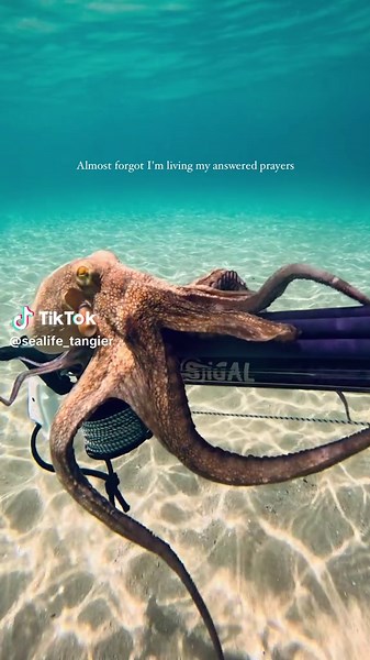 Sealife_Tangier sur TikTok