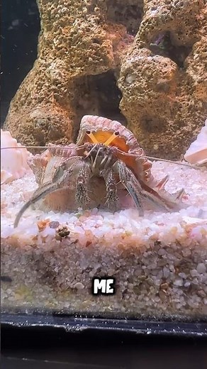 My Hermit Crab become so wild ! 🐚🦀