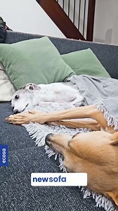 40 reactions |  Introducing 3-IN-1 Sofa Beds with Hidden Storage ️✨ Whether you're having a nap, enjoy the comfort of a stylish sofa that effortlessly converts into a cosy bed. Plus, stash your snacks with ease in our hidden storage compartments. Transform your space into a haven of relaxation Upgrade your nap time today.  | Ecosa Sleep | Facebook