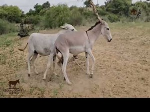 Donkeys Breeding 🫏 | Natural Mating Process | Rare & Amazing Viral Video 🔥‪@GlobalDonkeyWatch999‬