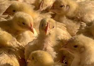 #Petaluma's Tara Firma Farms Connects With The Community