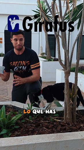 @girafus_cat_tracker 👈👈 Localizador aquí. Localizador para gatos #gatos #mascotas #gps #catlovers | Oreo Y Bart