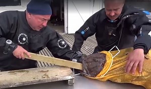 Video: Monkfish Tries to Swallow Diver's Entire Arm | OutdoorHub