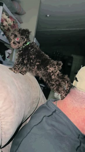 Adorable Toy Poodle Puppy Entertains and Charms