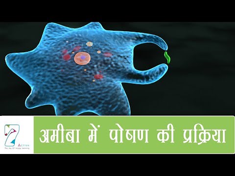 अमीबा में पोषण की प्रक्रिया | Nutrition in Amoeba | Hindi