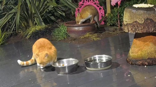 8.8K views · 1.2K reactions | When Cat Burglar didn’t live with us but called in to eat from the Badger Buffet (hence his name). He moved in not long after with the blessing of his owner. We both miss him terribly now ❤️ | Mr Lumpy & Friends. | Facebook