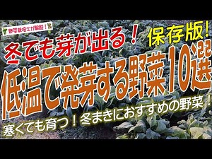 Sprouts even in winter! 10 vegetables that germinate at low temperatures (ranking of vegetables w...