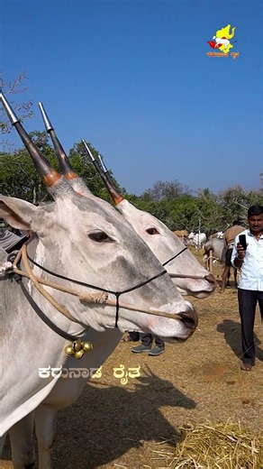 ಬೂಕನಬೆಟ್ಟದಲ್ಲಿ ಹಳ್ಳಿಕಾರ್ ಕರುಗಳು✨