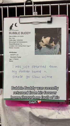 STRAY CAT ALLIANCE on Instagram: "Meet Bubble Buddy 🫧🍍A gentle 1 year and 8 month old cat who’s still waiting for his forever home. Bubble Buddy was recently left behind when his adopter moved, and through no fault of his own, he found himself back at our rescue. Even after that heartbreak, this gentle boy hasn’t lost his faith in people. He’s affectionate, tender, and still dreaming of a safe, cozy indoor home where he can finally settle in for good. He needs the comfort of knowing someone is