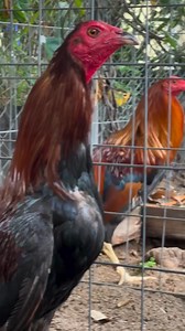 Heavy legs for heavy touches 👹🖤🚨 | Ngamenyi Chelsea