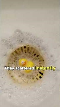 The Rubber Duck Experiment That Mapped the World's Ocean Currents #Shorts