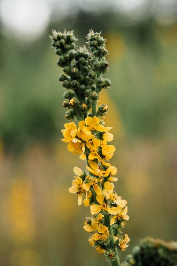 3.8K views · 108 reactions | The School of Evolutionary Herbalism on Reels | Facebook