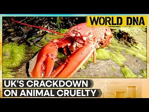 UK to Ban Boiling Lobsters Alive Under Animal Cruelty Reforms | World DNA