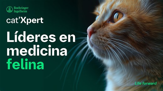 Patologías crónicas en el gato Senior：como planificar los seguimientos