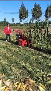 217K views · 1.1K reactions | Mini corn  harvesting machine For more details please contact us via WhatsApp: +86-1958-6464-847 Or +66-625-828-186 WeChat: +86-1958-6464-847. You can also visit our website denrak.com to learn more. #denraksmachinery | Denraks Machinery | Facebook