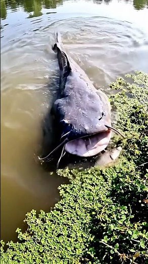 Something Fishy 🎣 : The Murky Water MONSTER Attack!