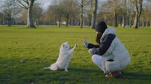 Inside the growing business of pet cloning - BBC Reel