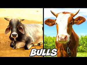 10 BULL FACTS